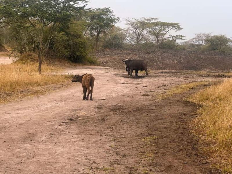 Entebbe: Lake Mburo Park and Queen Elizabeth Park 3-Day Trip - Who Would Enjoy This Tour?