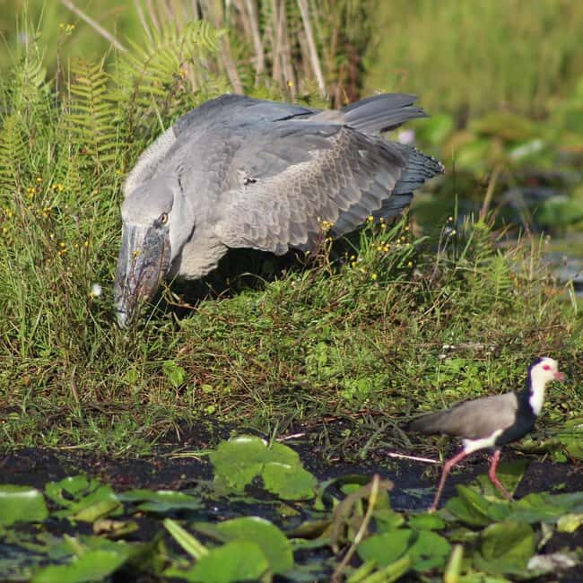 Entebbe: Mabamba Shoebill Tour & Victoria Mall Visit - Key Points  