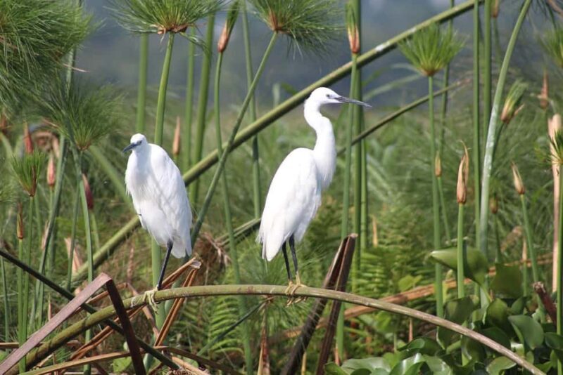 Entebbe: Mabamba Shoebill Tour & Victoria Mall Visit - Practical Details and Tips