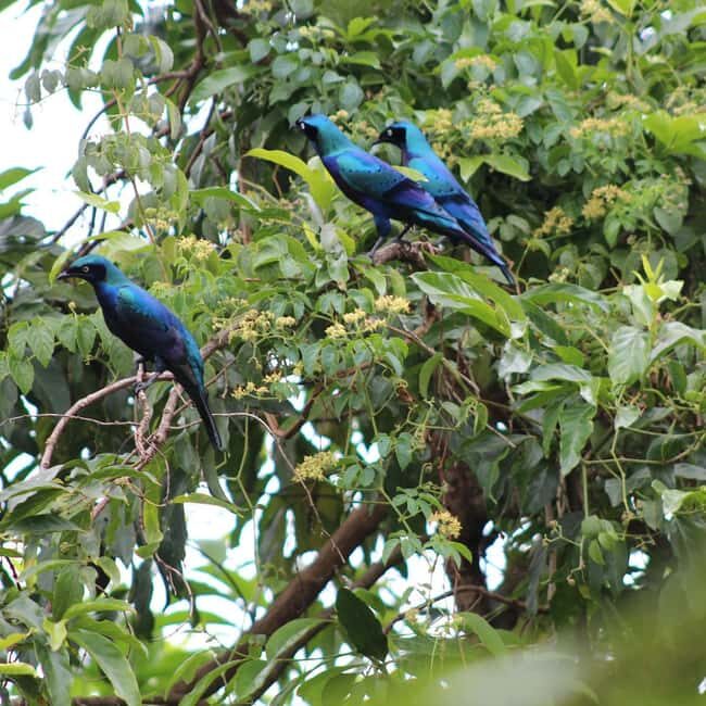 Entebbe: Mabamba Shoebill Tour & Victoria Mall Visit - Final Thoughts: Who Will Love This Tour?