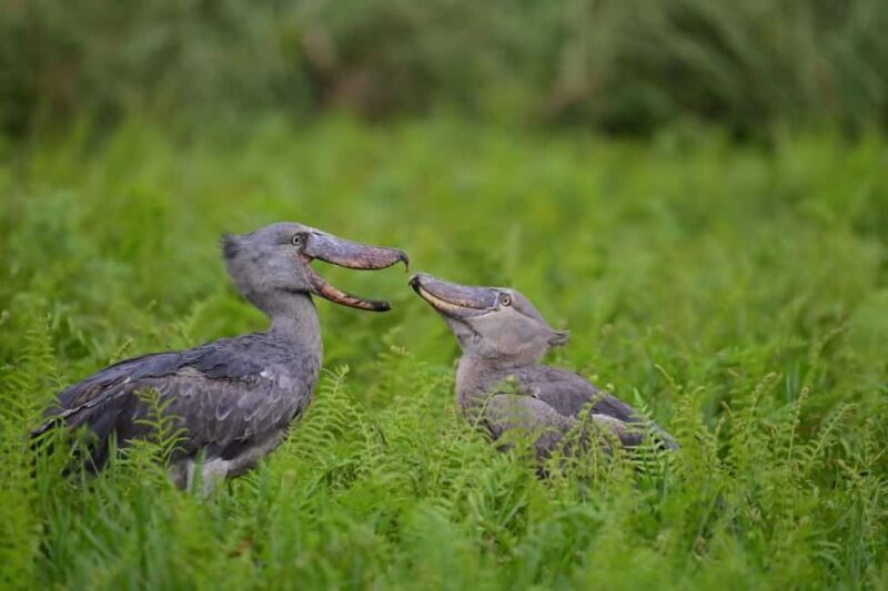 Entebbe: Mabamba Swamp Shoebill Tracking Boat Tour - The Itinerary: What You Can Expect