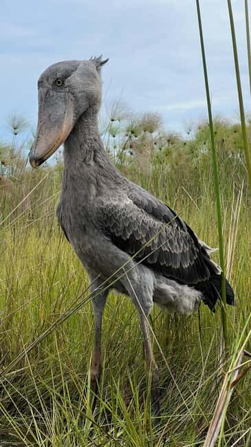 Entebbe: Mabamba Swamp Shoebill Tracking Boat Tour - Pricing and Value