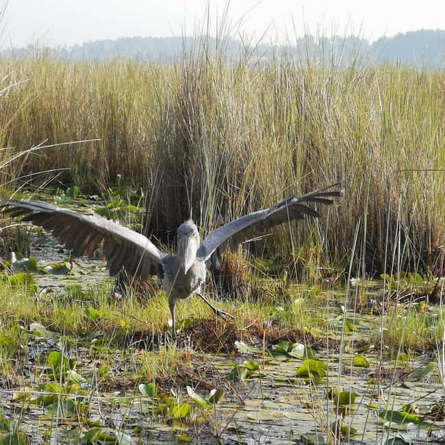 Entebbe: Mabamba Swamp Shoebill Tracking Boat Tour - Who Will Love This Tour?