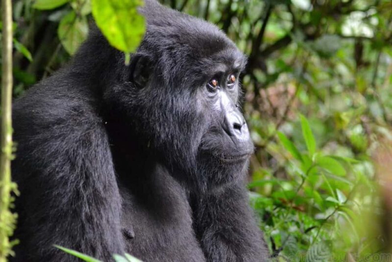 Entebbe: Murchison Falls Wildlife Safari 3 Days/2 Nights - Introduction
