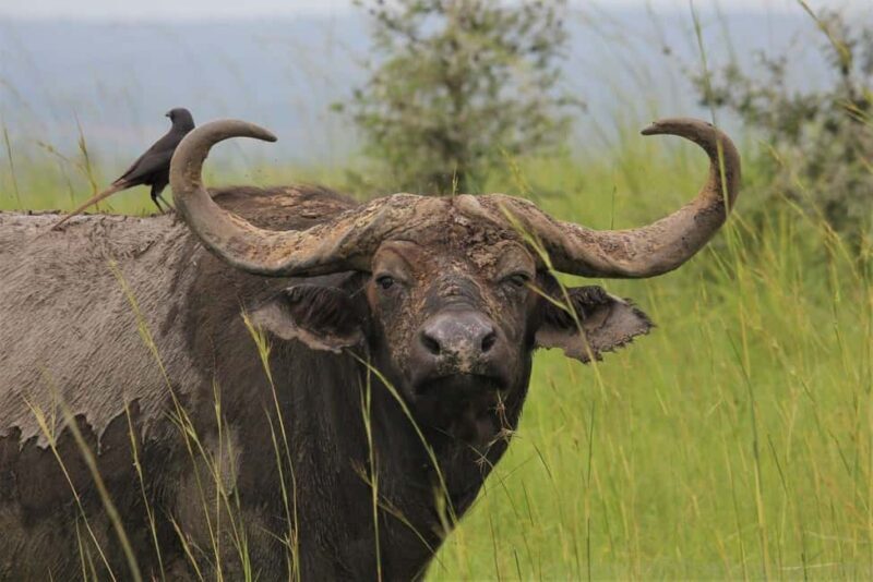 Entebbe: Murchison Falls Wildlife Safari 3 Days/2 Nights - Practical Tips for Travelers