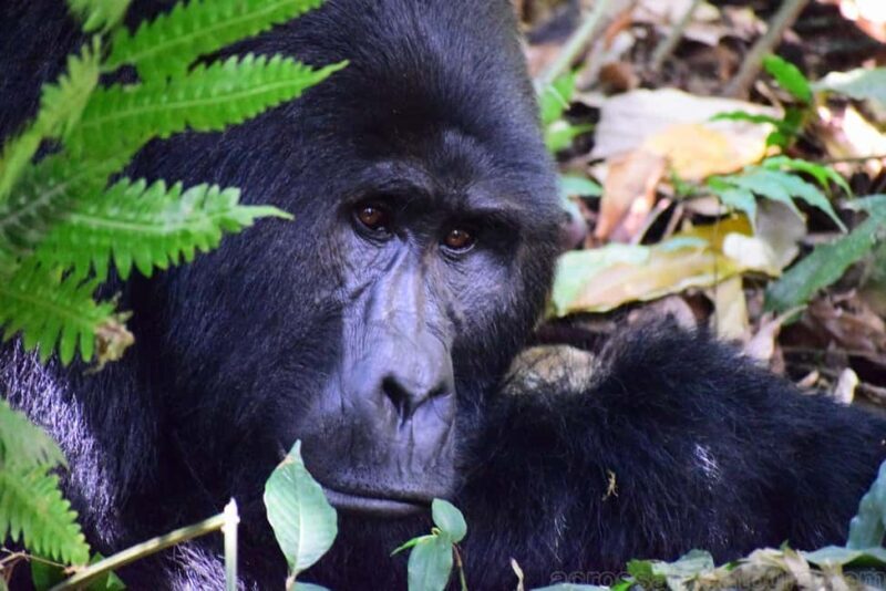 Entebbe: Murchison Falls Wildlife Safari 3 Days/2 Nights - The Sum Up