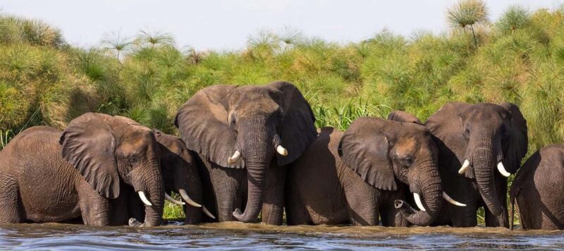 Entebbe: Murchison Falls Wildlife Safari 3 Days/2 Nights - FAQ