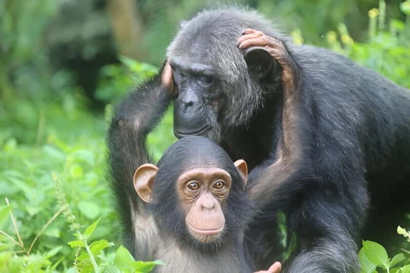 Entebbe: Ngamba Island Chimpanzee Trekking Day Trip - What to Expect from the Ngamba Island Chimpanzee Trekking Day Trip