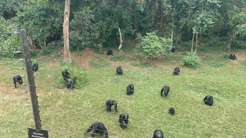 Entebbe: Ngamba Island Chimpanzee Trekking Day Trip - Who Would Love This Experience?