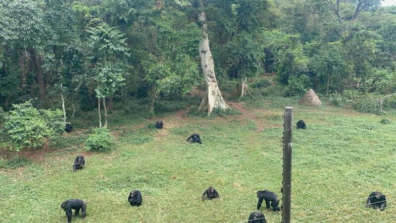 Entebbe: Ngamba Island Chimpanzee Trekking Day Trip - The Sum Up