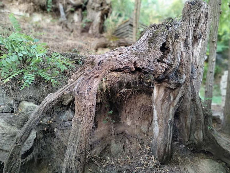 Enter the painting, touch the roots and go back in time ! - Key Points