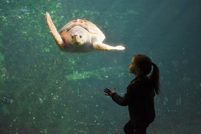entrance-ticket-nausicaa-the-biggest-aquarium-in-europe