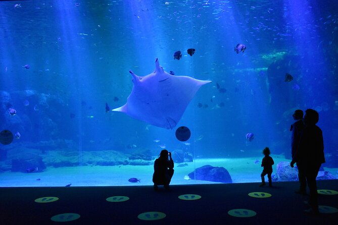 entrance-ticket-nausicaa-the-biggest-aquarium-in-europe