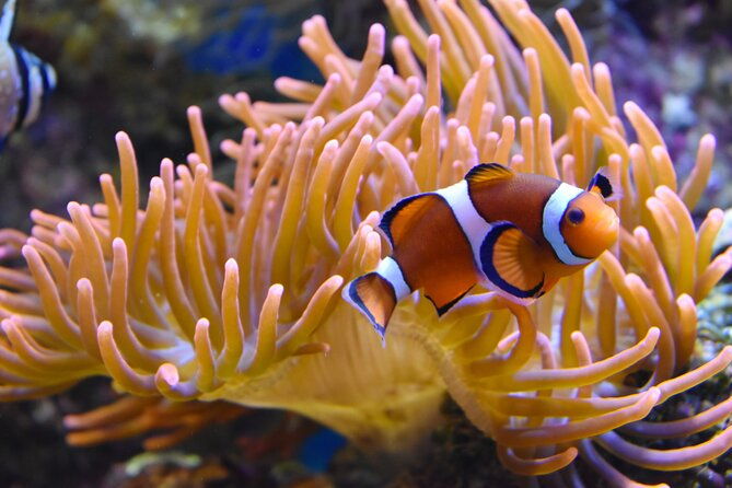 entrance-ticket-nausicaa-the-biggest-aquarium-in-europe