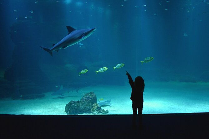 entrance-ticket-nausicaa-the-biggest-aquarium-in-europe
