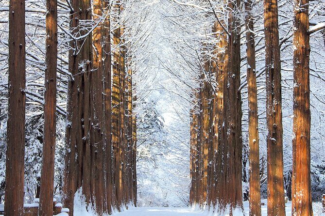 Eobi Ice Valley, Nami Island, Petite France and Morning Calm Tour - Who Is This Tour Best For?