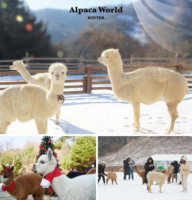 Eobi Ice Valley & Nami (+ Light Festival, Railbike, Alpaca) - Final Thoughts