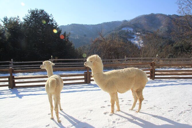 Eobi Valley, Alpaca World, Nami Island, Railbike/Garden fr Seoul - How the Experience Comes Together