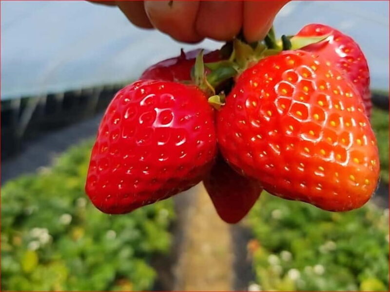 Eobi Valley, Sledding, Strawberry Picking, and Sheep Ranch - What to Expect from the Tour