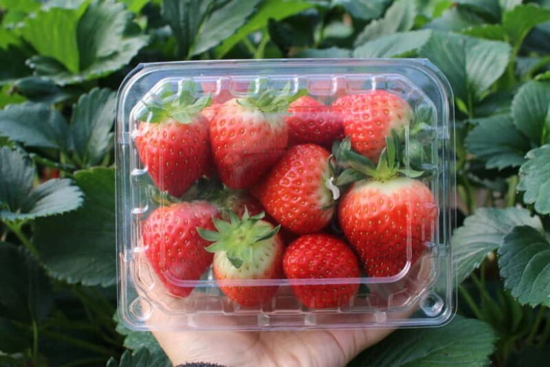 Eobi Valley, Sledding, Strawberry Picking, and Sheep Ranch - Who Would Enjoy This Tour?