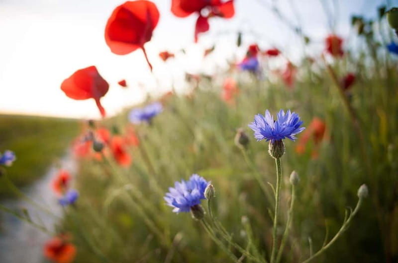 Epernay: Shuttle to a botanical outing - Introduction: A Nature and Wine Combo in Epernay