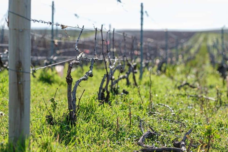 Epernay: Shuttle to a botanical outing - What to Expect From the Tour