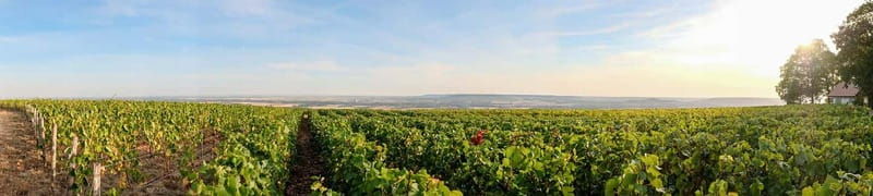 Epernay: Shuttle to a vineyard tour - Key Points
