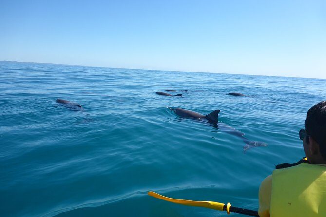 Epic Kayak With Dolphins & Wildlife - 4WD Beach Adventure Noosa - An Authentic Adventure in Noosa: Scenic Drive and Ocean Kayaking