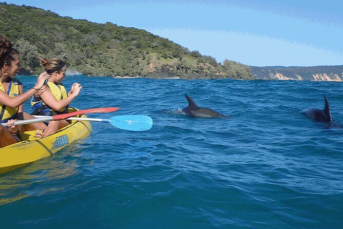 Epic Kayak With Dolphins & Wildlife - 4WD Beach Adventure Noosa - Final Thoughts: Who Will Love This Tour?