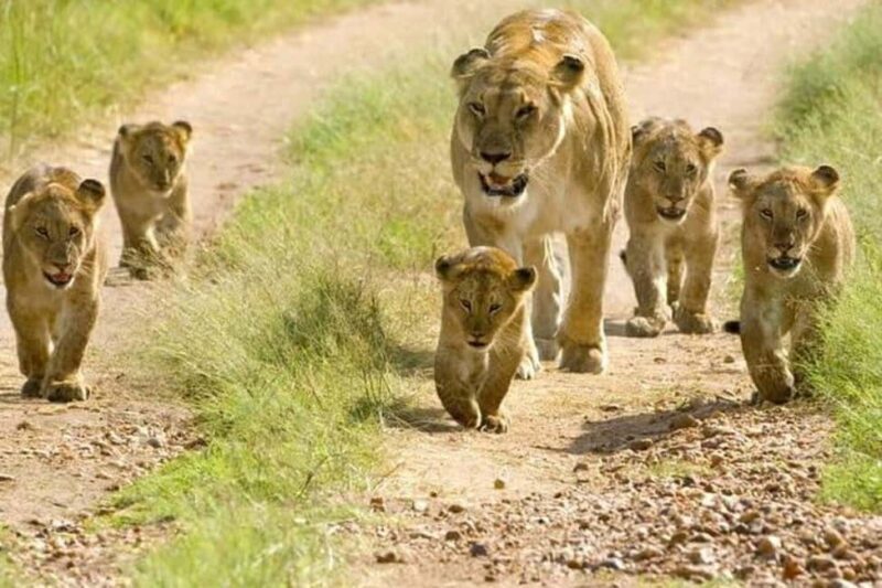 Epic Kenya & Tanzania Fly-in Migration Safari - Introduction: The Best of East Africa’s Wildlife in Comfort and Style