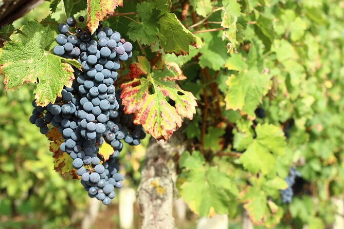 epicurean-discovery-tour-with-wine-local-specialties