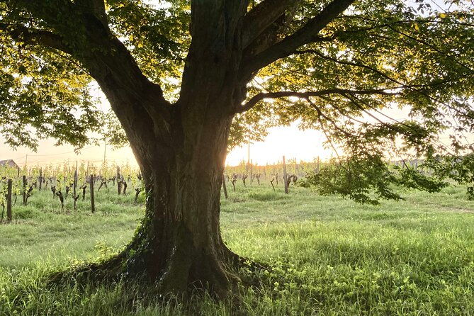 epicurean-discovery-tour-with-wine-local-specialties