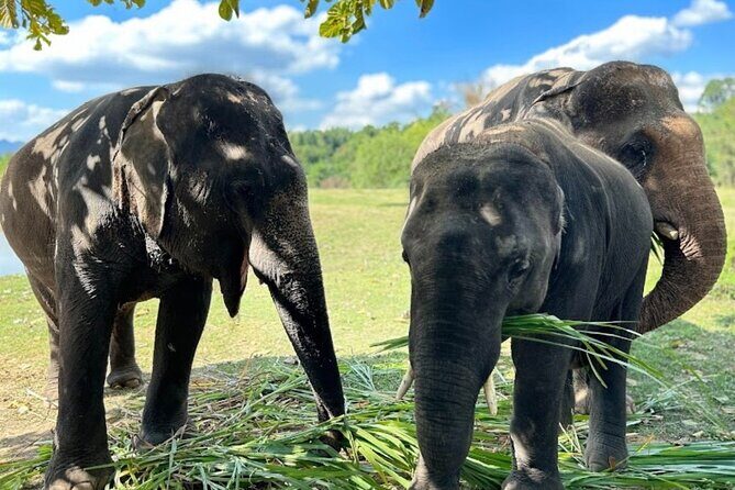 Erawan Waterfall and Elephant care from Bangkok -Private Tour - Exploring the Full Experience: What You Can Expect
