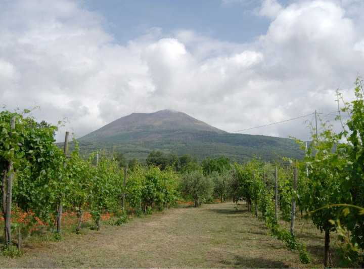 ercolano-vineyards-view-cellar-wine-tasting-and-brunch