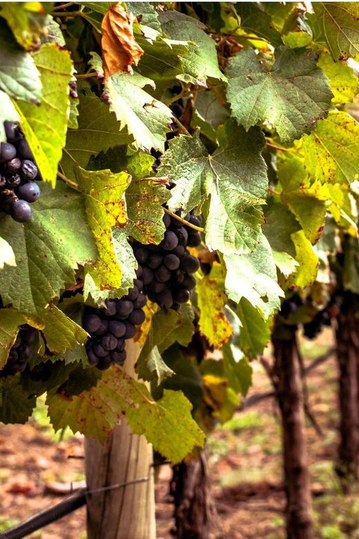 ercolano-vineyards-view-cellar-wine-tasting-and-brunch