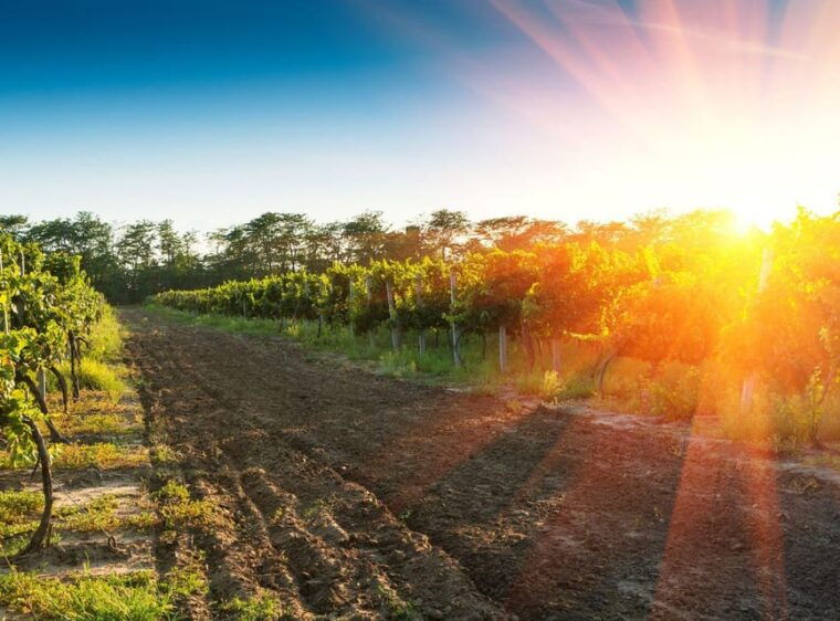 ercolano-vineyards-view-cellar-wine-tasting-and-brunch