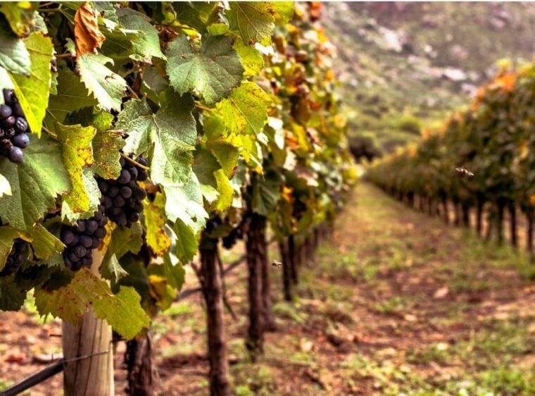 ercolano-vineyards-view-cellar-wine-tasting-and-brunch