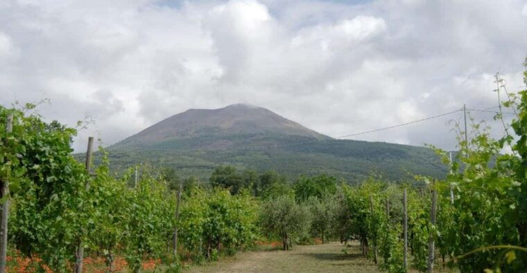 ercolano-vineyards-view-cellar-wine-tasting-and-brunch