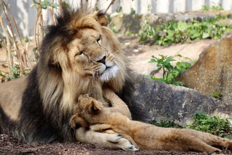 Erfurt: Erfurt Zoo Entry Ticket - Authentic Experiences and Extra Insights from Reviews