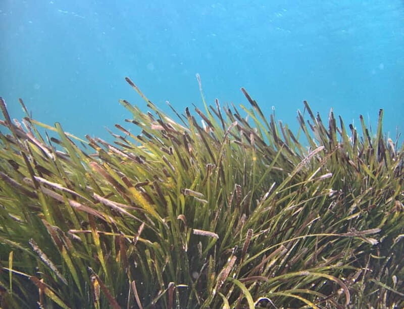Es Grau:Private Snorkeling Experience with Picnic and Drinks - The Experience of the Guides