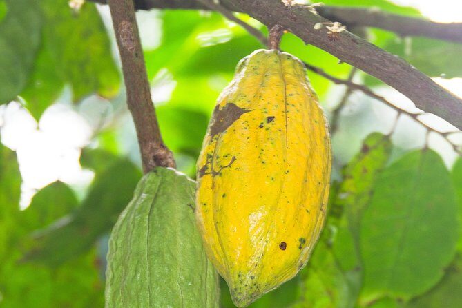 Escape Accra City to Aburi Gardens and Tetteh Quarshie Cocoa Farms - Key Points