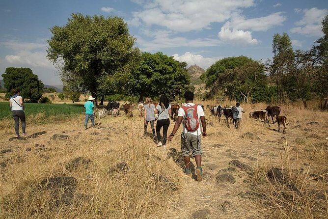 Escape from Addis to hike through beautiful Menagesha forest! - What Makes This Tour Stand Out?