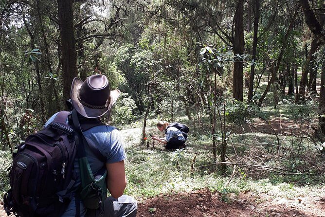 Escape from Addis to hike through beautiful Menagesha forest! - Authentic Encounters and Personal Touches