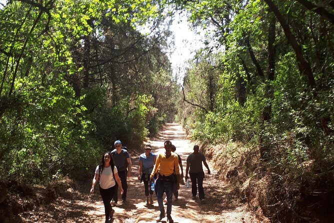 Escape from Addis to hike through beautiful Menagesha forest! - Practical Tips for Travelers