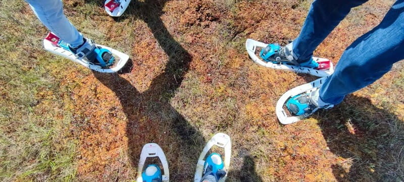 Escape from Tallinn  Hike, Swim, Forage & Cuddle Sled Dogs - The Journey Begins: From Tallinn to Kõrvemaa