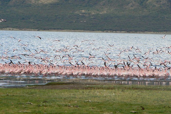 Escape to Lake Bogoria, Flamingo's new home for an overnight safari - Day 2: Flamingos and the Salt Lakes of Lake Bogoria