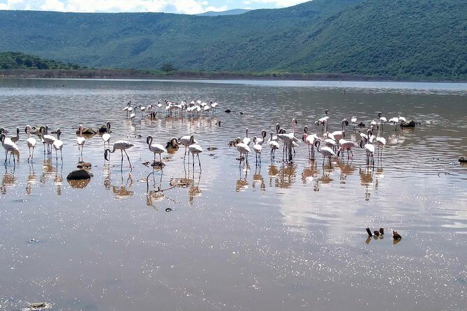 Escape to Lake Bogoria, Flamingo's new home for an overnight safari - What’s Included & What to Expect