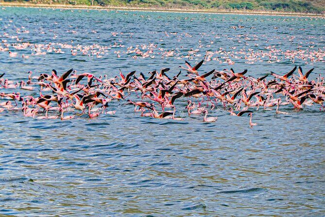 Escape to Lake Bogoria, Flamingo's new home for an overnight safari - Value for Money