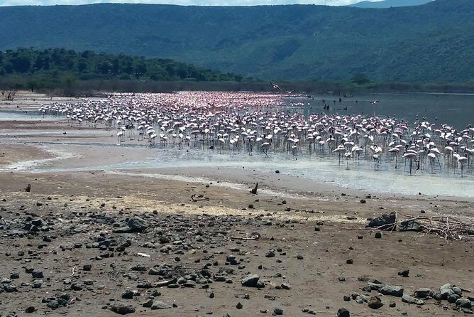 Escape to Lake Bogoria, Flamingo's new home for an overnight safari - The Experience of a Great Guide