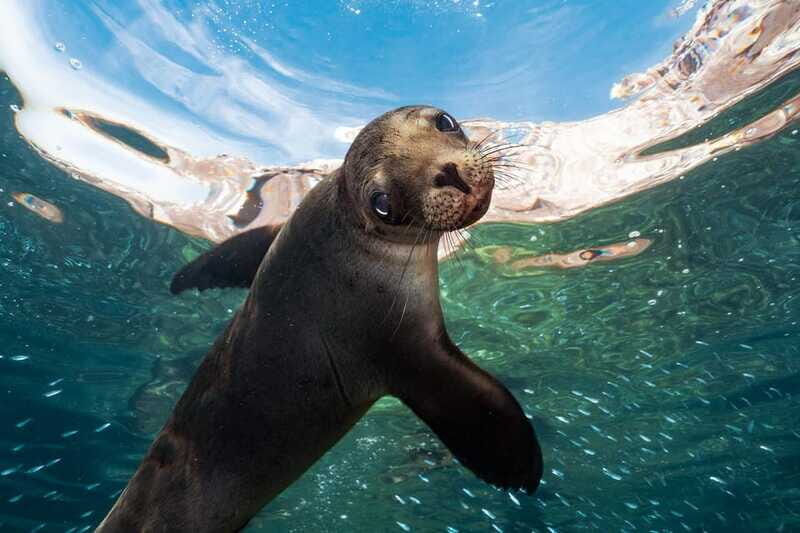Espiritu Santo Island: Snorkeling Sea Lion Adventure - What’s Included and What to Keep in Mind